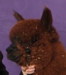 Jacoby